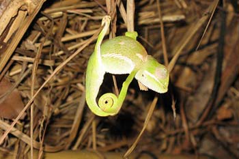 Sleeping Chameleon